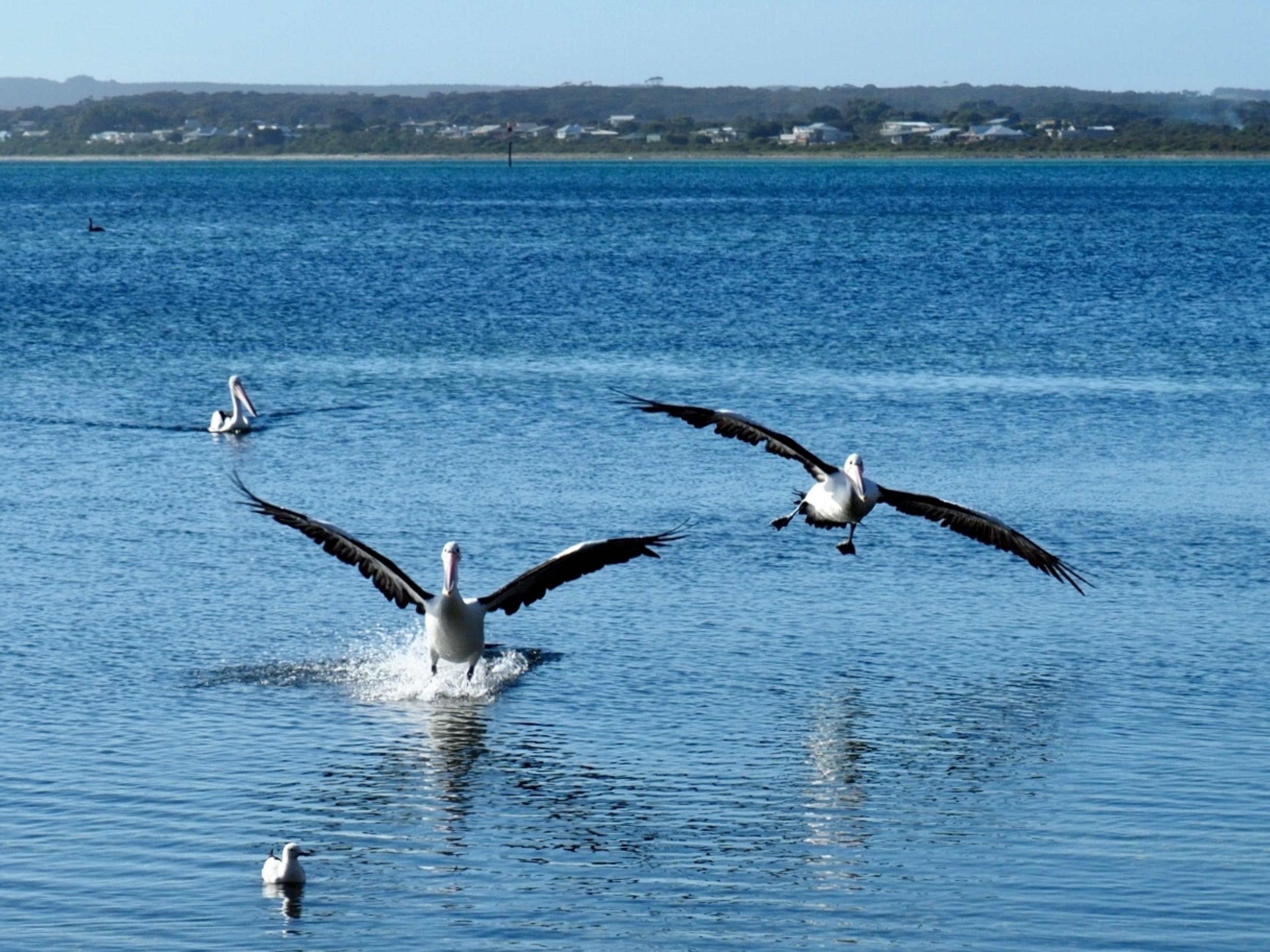 Mercure Kangaroo Island Lodge American River Kültér fotó